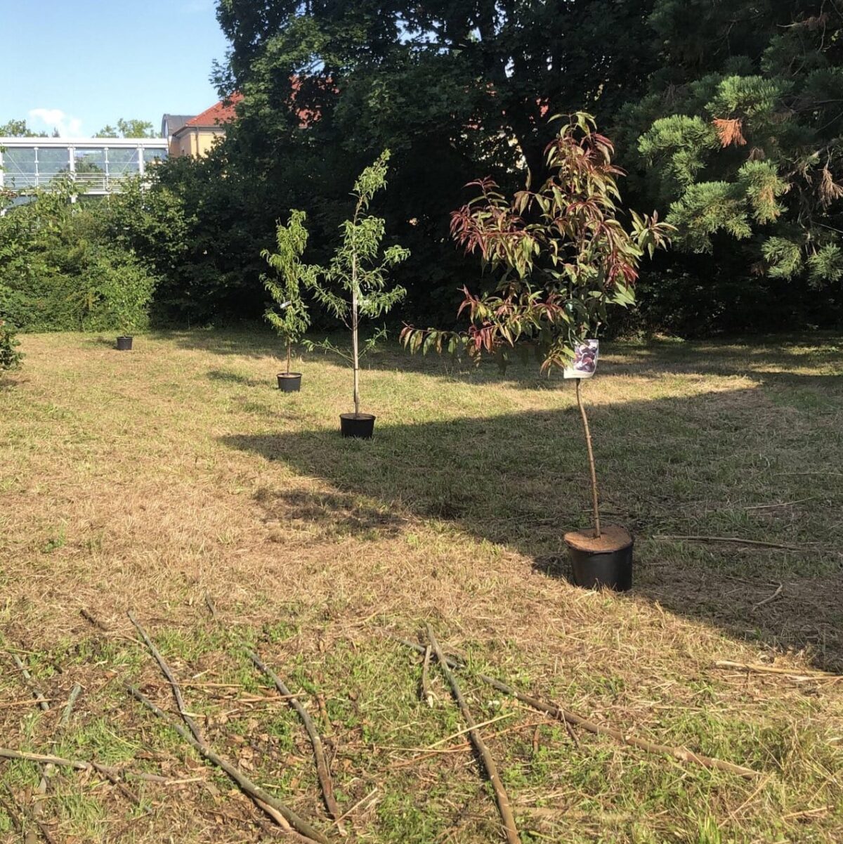 Pflanz mit uns – Initiative für essbare Parks